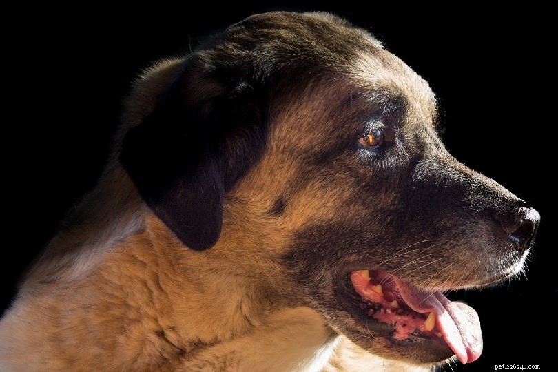 Kangal Dogs: The World s Strongest Bite Force – PSI, Facts & History