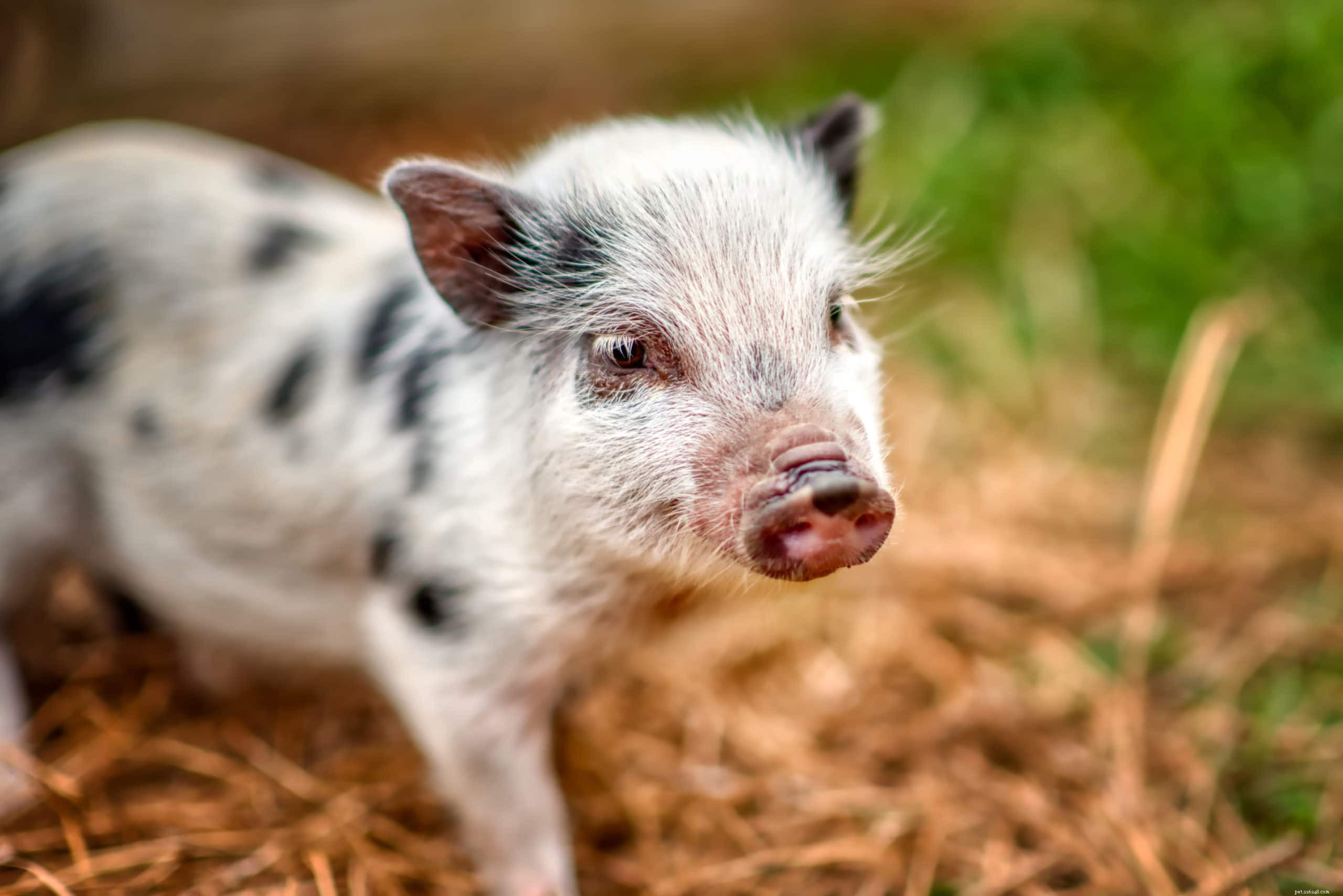 Juliana Pig: Tiny, Gentle, and Uniquely Marked Companion