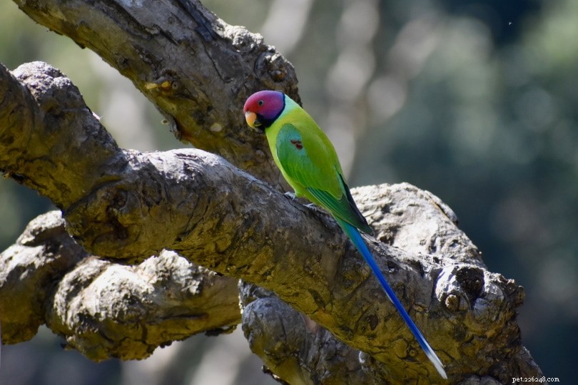 Plum-Headed Parakeet: Vibrant Beauty and Caring Companion Guide
