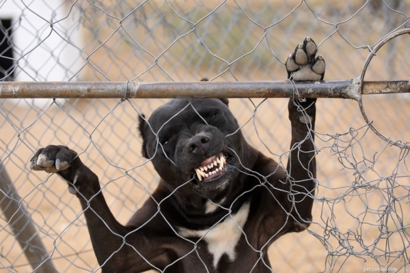 Pit Bull Bite Force Explained: PSI Measurements & Key Facts