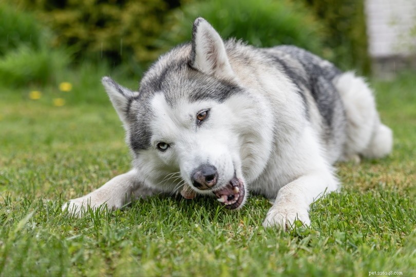 The True Bite Force of Huskies: 320 PSI – Facts & Insights