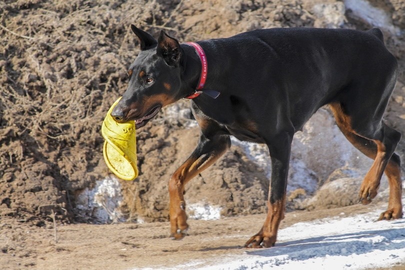 The Real Bite Strength of Doberman Pinschers: PSI Facts & Figures