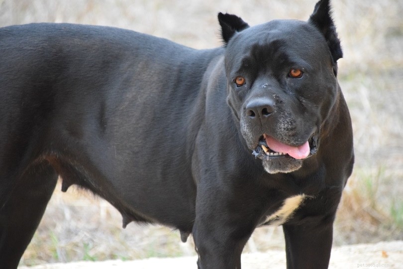 Cane Corso Bite Force: 700 PSI – The World s Strongest Dog Bite Explained