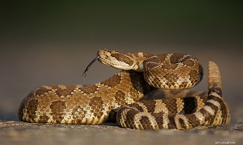2022 Snake Bite Data: Key Statistics, Fatalities, and Prevention Insights
