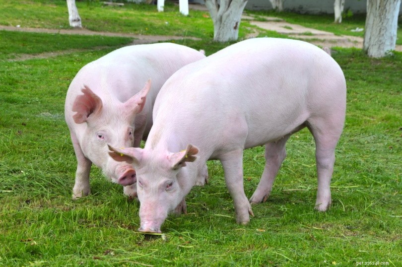18 Amazing Pig Facts That Will Surprise You