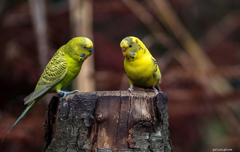 Top 6 Small Pet Birds for Compact Living
