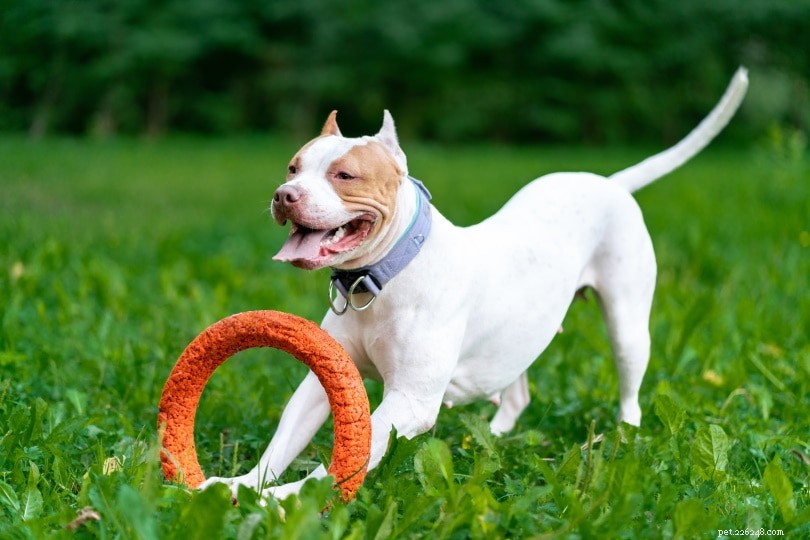 Key Pit Bull Statistics & Facts for 2022: What Homeowners Should Know