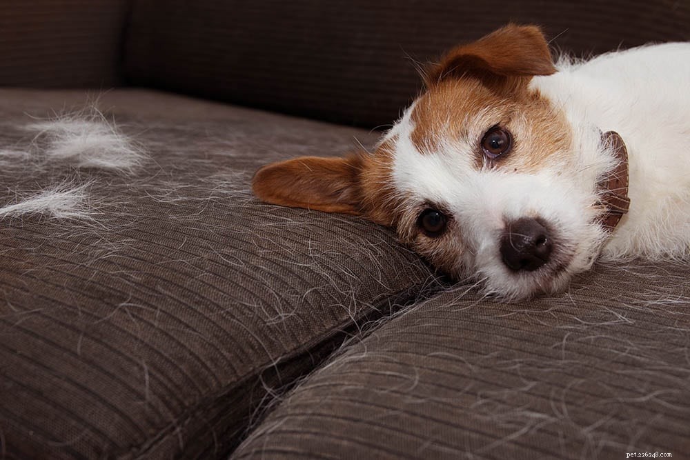 Does My Puppy Shed? Understanding Puppy Shedding and What to Expect