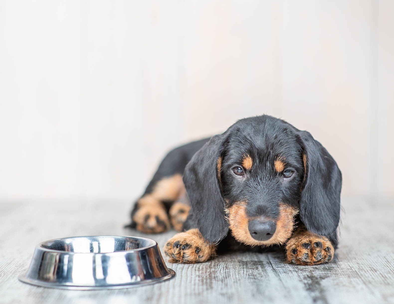 When Should Puppies Start Drinking Water? Essential Guidelines for New Owners