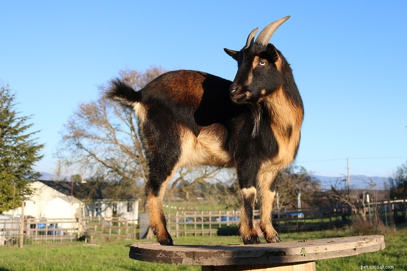 Debunking 7 Common Goat Myths: The Truth About These Curious Creatures