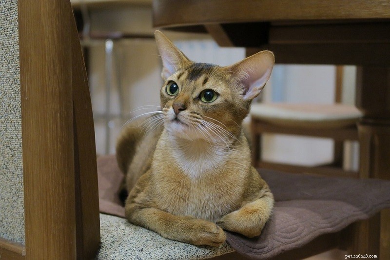 Top 11 Cat Breeds Loved by Millions