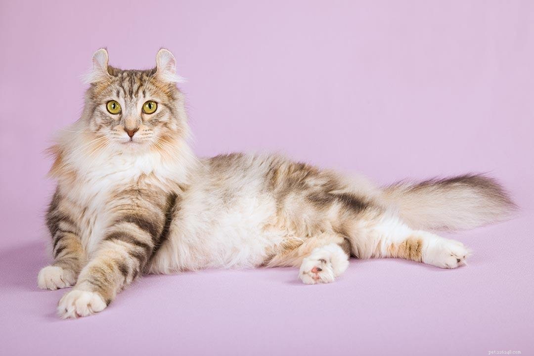 Top 7 Cat Breeds with Petite, Floppy Ears