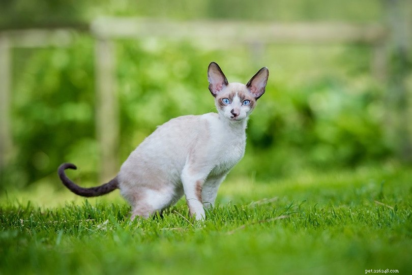 13 Smartest Cat Breeds for Intelligent Pet Lovers