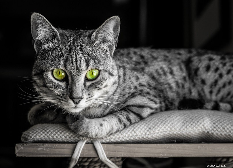 Discover 7 Legendary Egyptian Cat Breeds