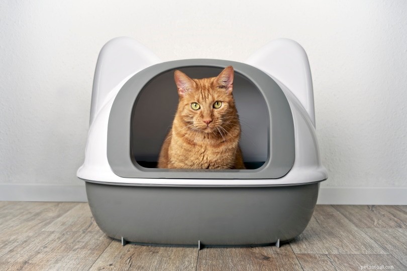 The Safe & Fast Way to Clean Your Cat s Litter Box