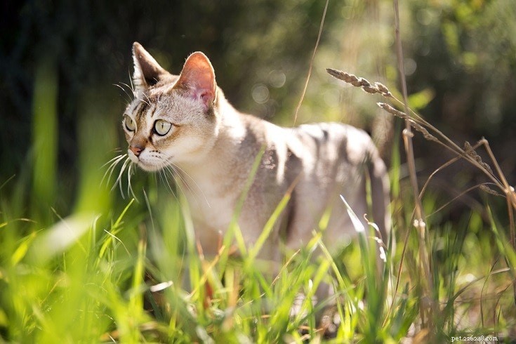 Cat Lifespan: Average, Maximum, and Factors Influencing Longevity
