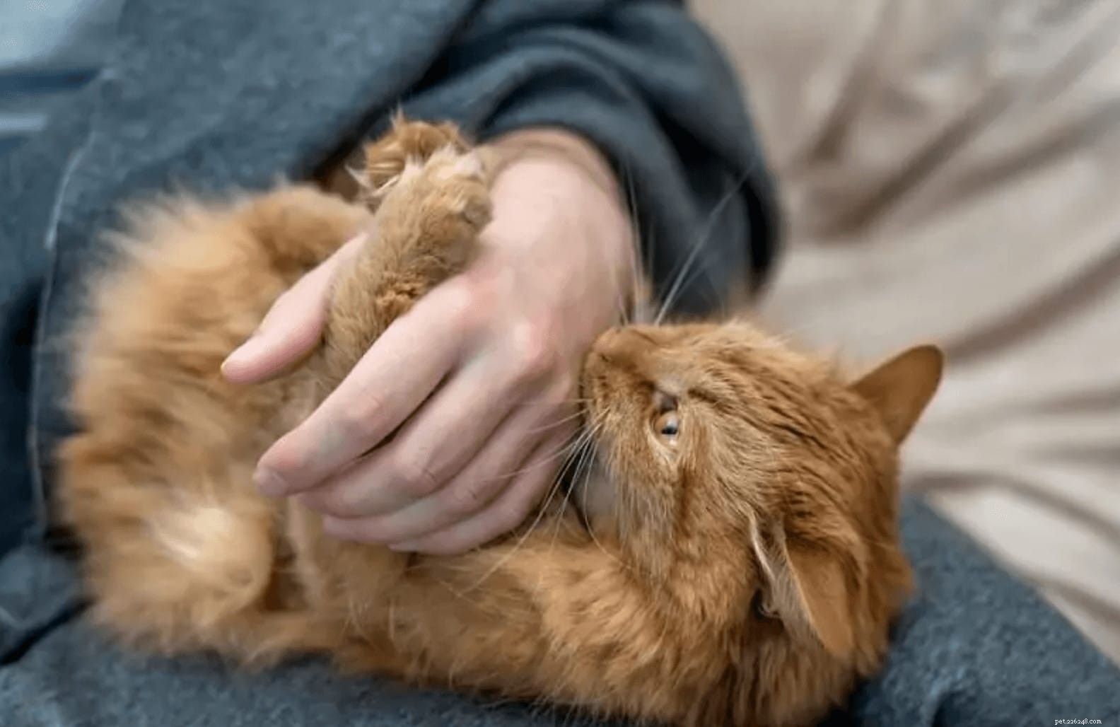 Why Cats Love to Bite: 4 Key Reasons & How to Respond