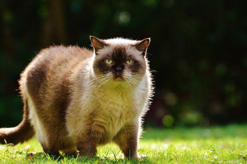 12 Low-Maintenance Short‑Haired Cat Breeds – With Photos