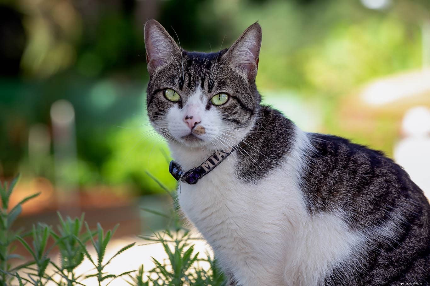 Top 17 Cat Breeds Ideal for Senior Owners (With Photos)
