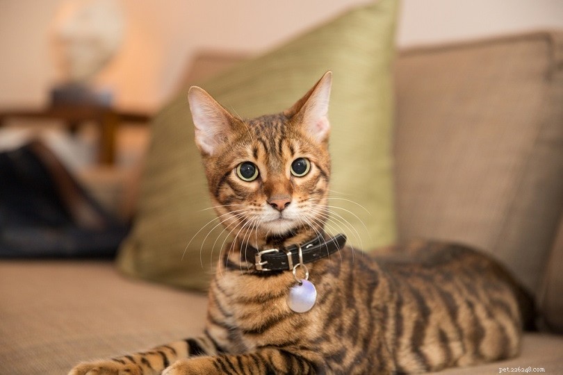 12 Stunning Hybrid Cat Breeds – The Best of Domestic and Wild Felines