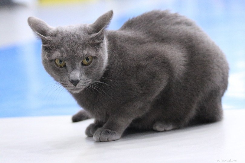 Explore 10 Iconic Russian Cat Breeds – From Siberian Resilience to Exotic Elegance