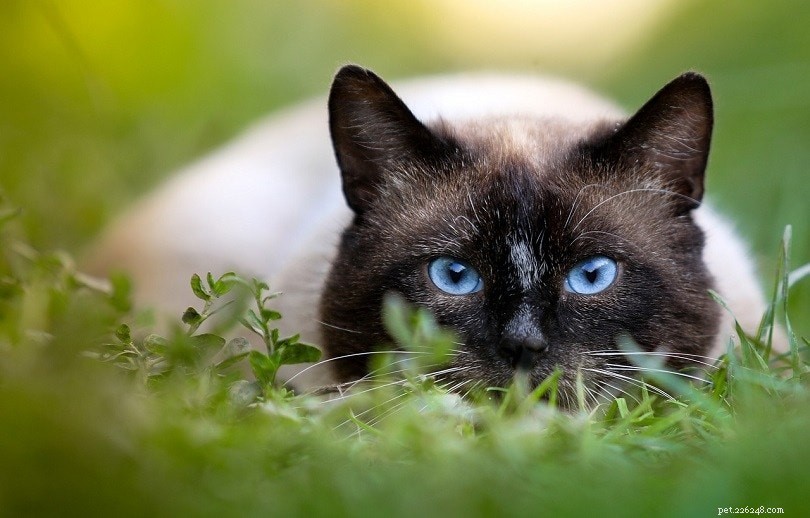 17 Cat Breeds with Remarkably Large Ears – Why They’re Evolutionarily Advantageous