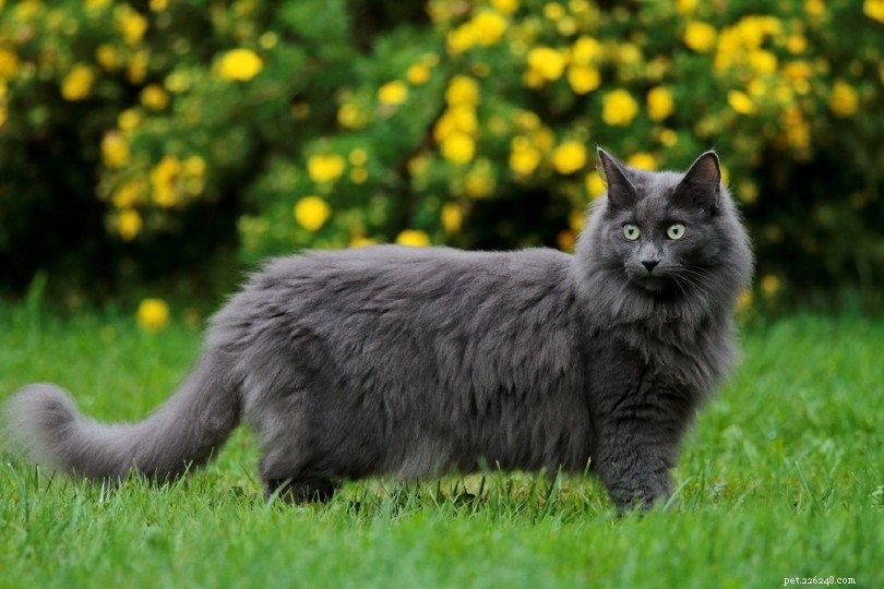 Top 10 Fluffy Cat Breeds for Cuddle Buddies – Illustrated Guide
