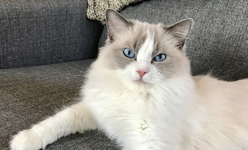 20 Adorable Cat Breeds to Enchant Your Home