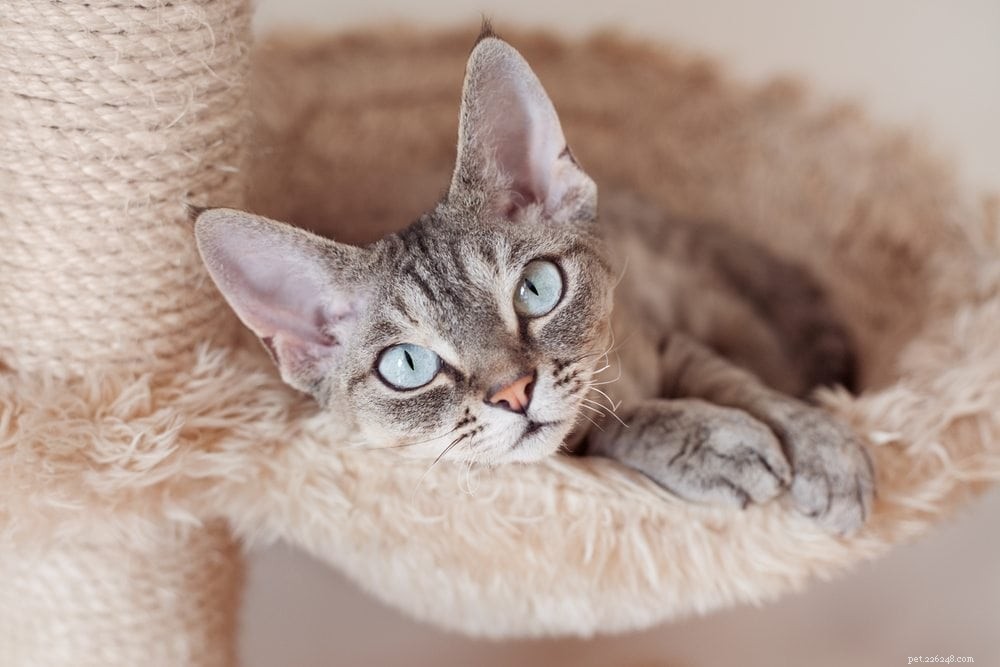 Top 15 Cat Breeds Ideal for Allergy Sufferers – Pictures Included