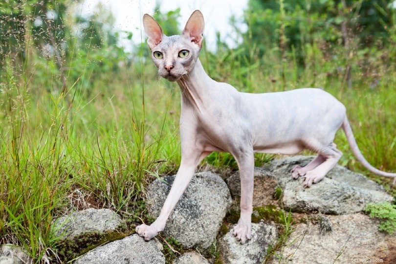 12 Unique Cat Breeds You’ll Love – Photos Inside