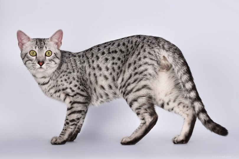 Explore 9 Stunning Spotted Cat Breeds – Pictures & Facts