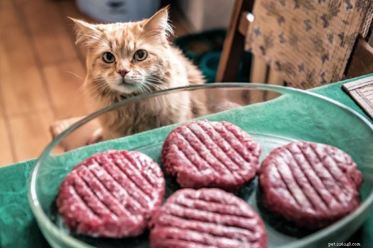How Many Calories Does Your Cat Need? A Trusted Guide to Optimal Feeding