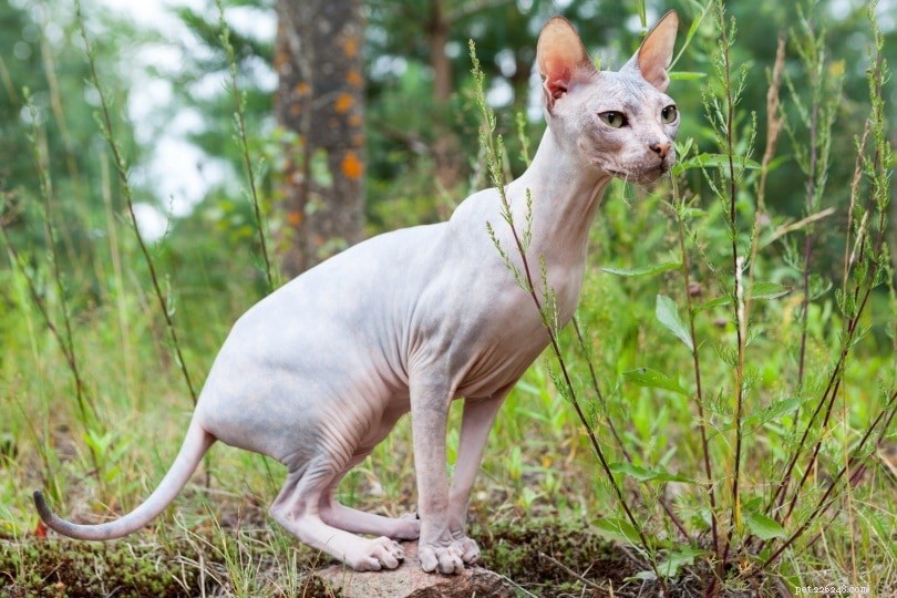 Top 20 Most Expensive Cat Breeds Worldwide (With Photos)