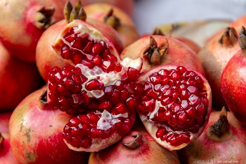 Can Your Cat Safely Eat Pomegranates? What You Need to Know