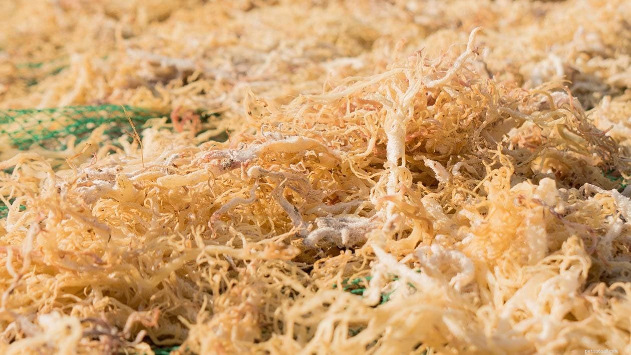 Carrageenan in Cat Food: Benefits, Risks, and Why It Matters
