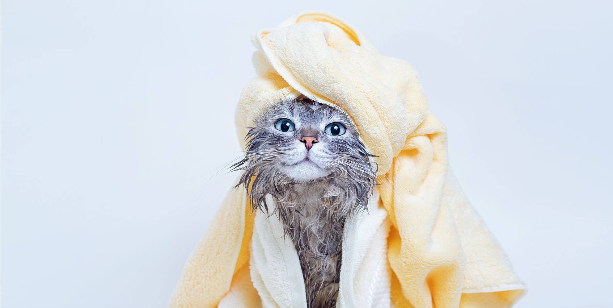 Step‑by‑Step Guide to Safely Bathing Your Cat – 10 Easy Tips