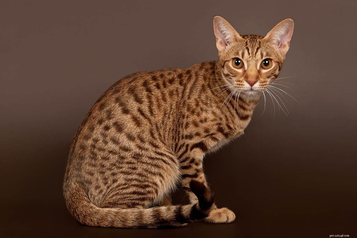 Ocicat Cats: Active, Intelligent, and Affectionate Family Pets