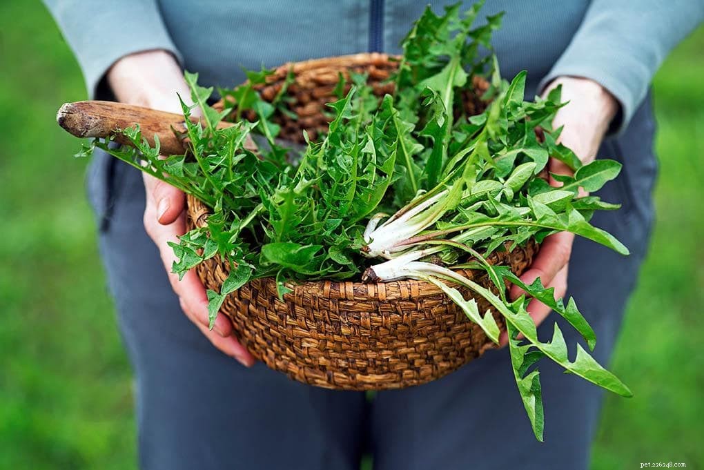 Are Dandelion Greens Safe for Cats? Expert Insights & Guidelines
