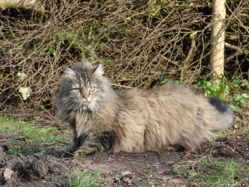 Norwegian Forest Cat: A Majestic, Loyal Companion for Families