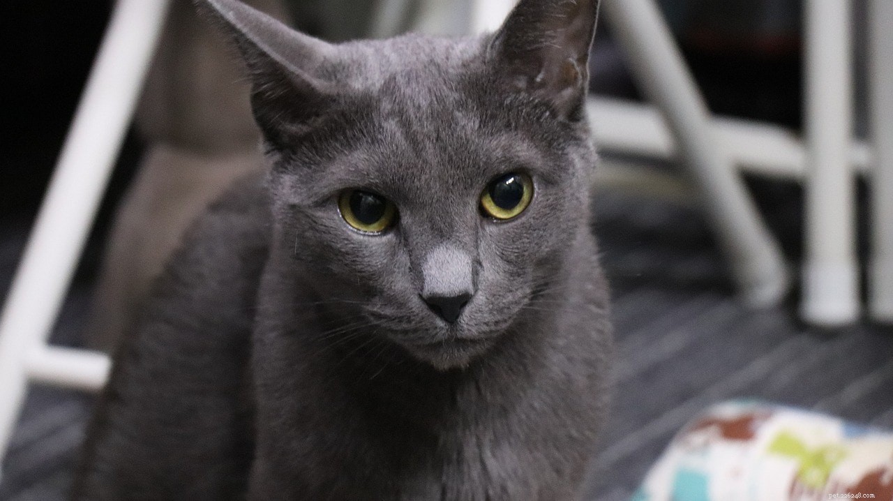 Russian Blue Cat: Elegant, Affectionate, and Family‑Friendly Companion