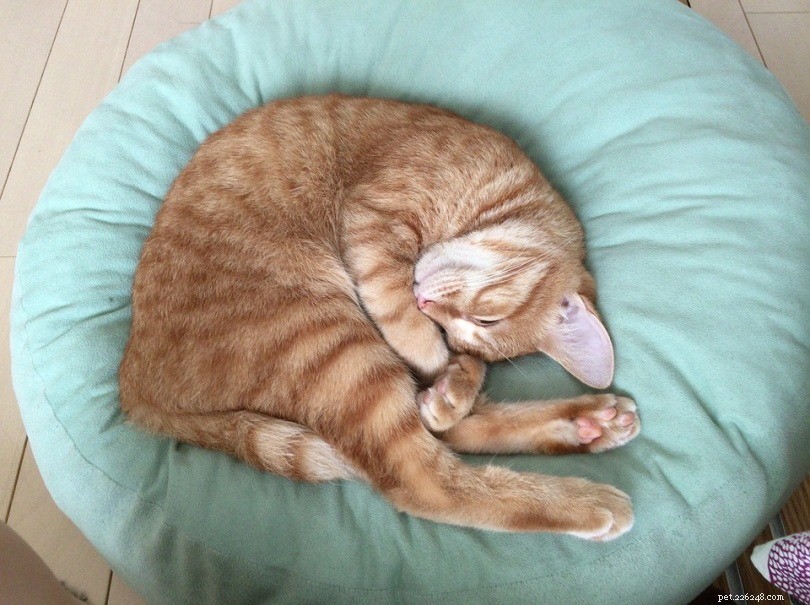 Choosing the Perfect Cat Bed: Expert-Recommended Materials & DIY Ideas