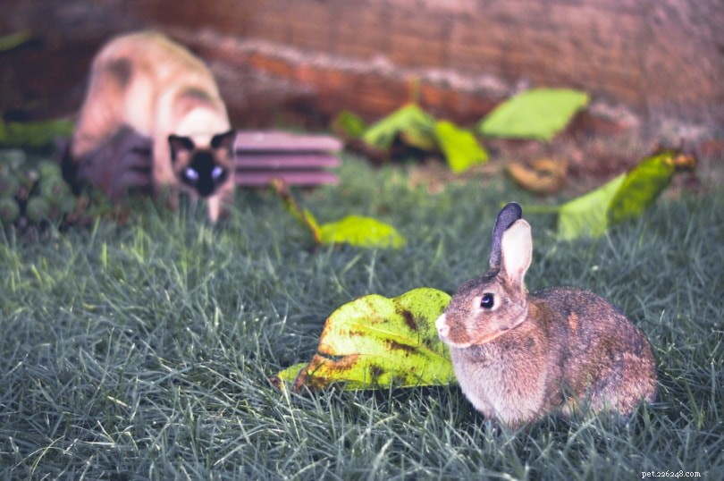 Do Cats Attack and Consume Rabbits? A Closer Look at Their Predatory Behavior