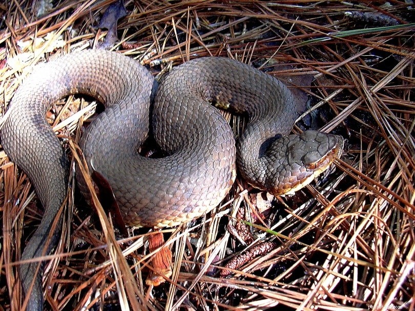 Do Snakes Attack and Eat Cats? Understanding the Risks and How to Protect Your Pet