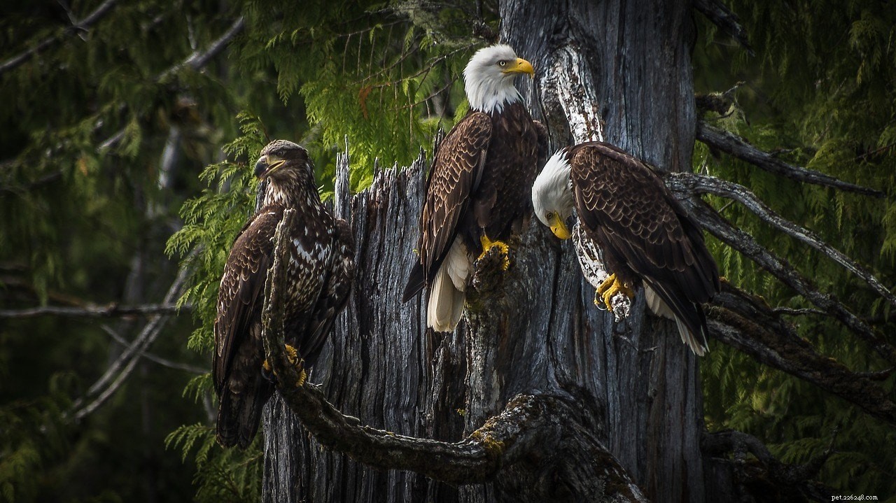 Are Bald Eagles a Threat to Cats? Debunking the Myth