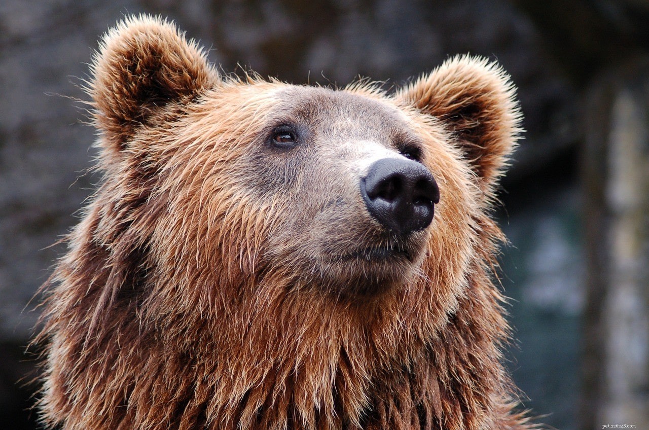 Bears vs. Cats: Separating Myth from Reality and Staying Safe