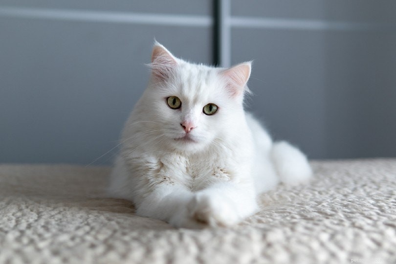 10 Cat Breeds That May Challenge New Owners (Illustrated Guide)
