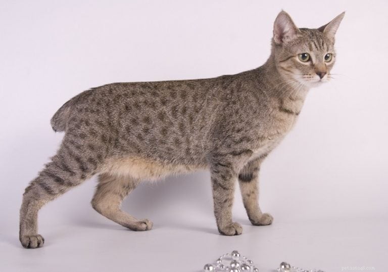 8 Short‑Tailed Cat Breeds You’ll Love – With Photos
