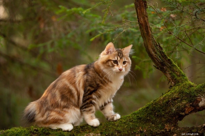 7 Tail‑Free Cat Breeds—Discover Their Unique Traits & Photos