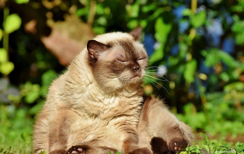 10 Biggest Domestic Cat Breeds: Size, Traits & Photos