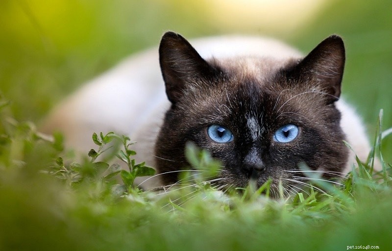 Top 10 Cat Documentaries: In-Depth Reviews & Expert Picks